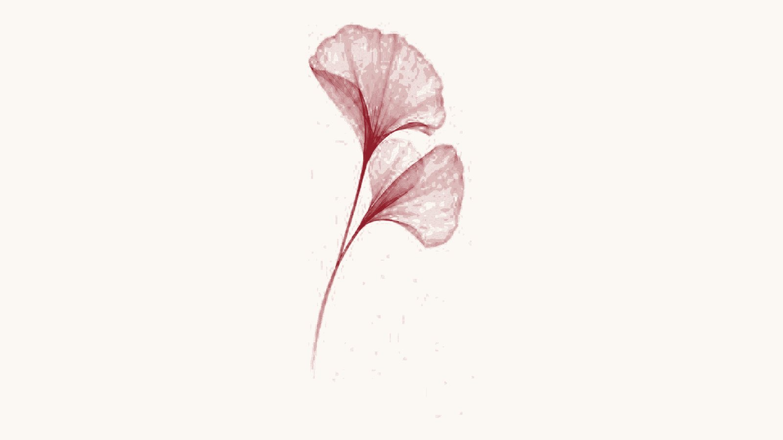 Line drawing of two ginkgo leaves on a single stem